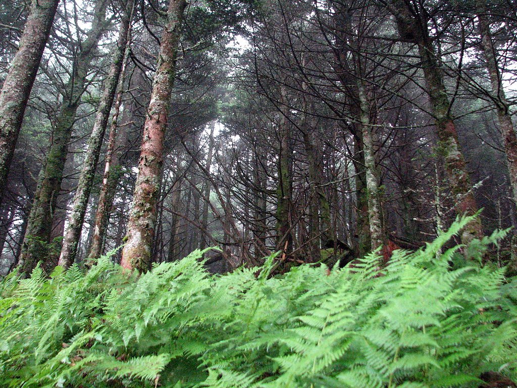 Mitchell Falls waterfall