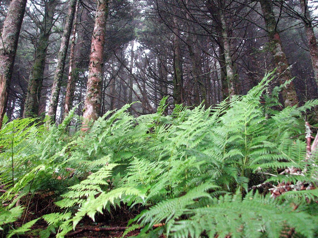 Mitchell Falls waterfall