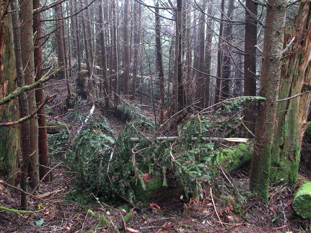 Mitchell Falls waterfall