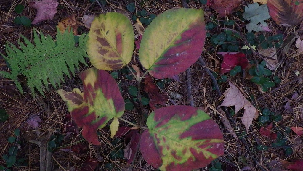Moose Falls waterfall