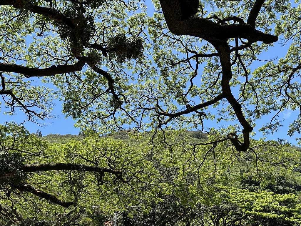 Mānoa Falls waterfall