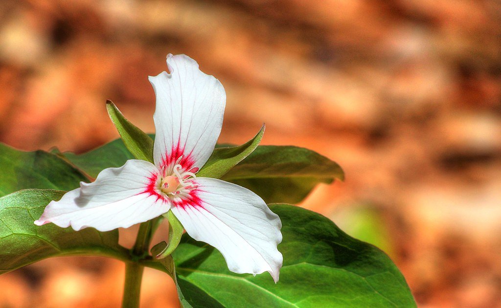 Nancy Cascades waterfall