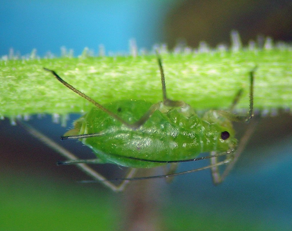 Nehalem Falls waterfall