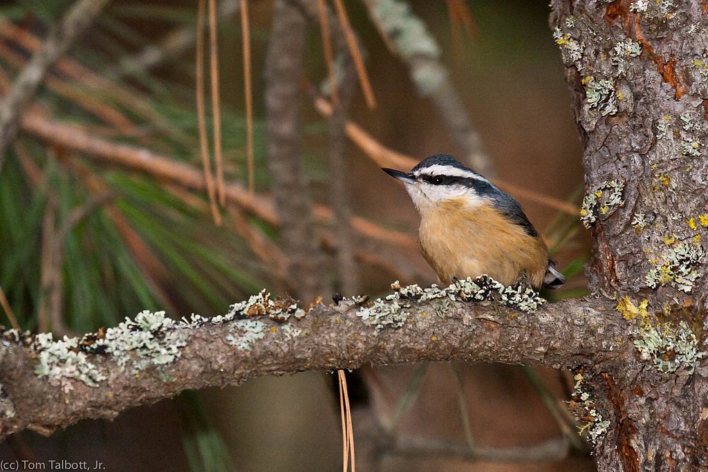 Nine Mile Falls waterfall