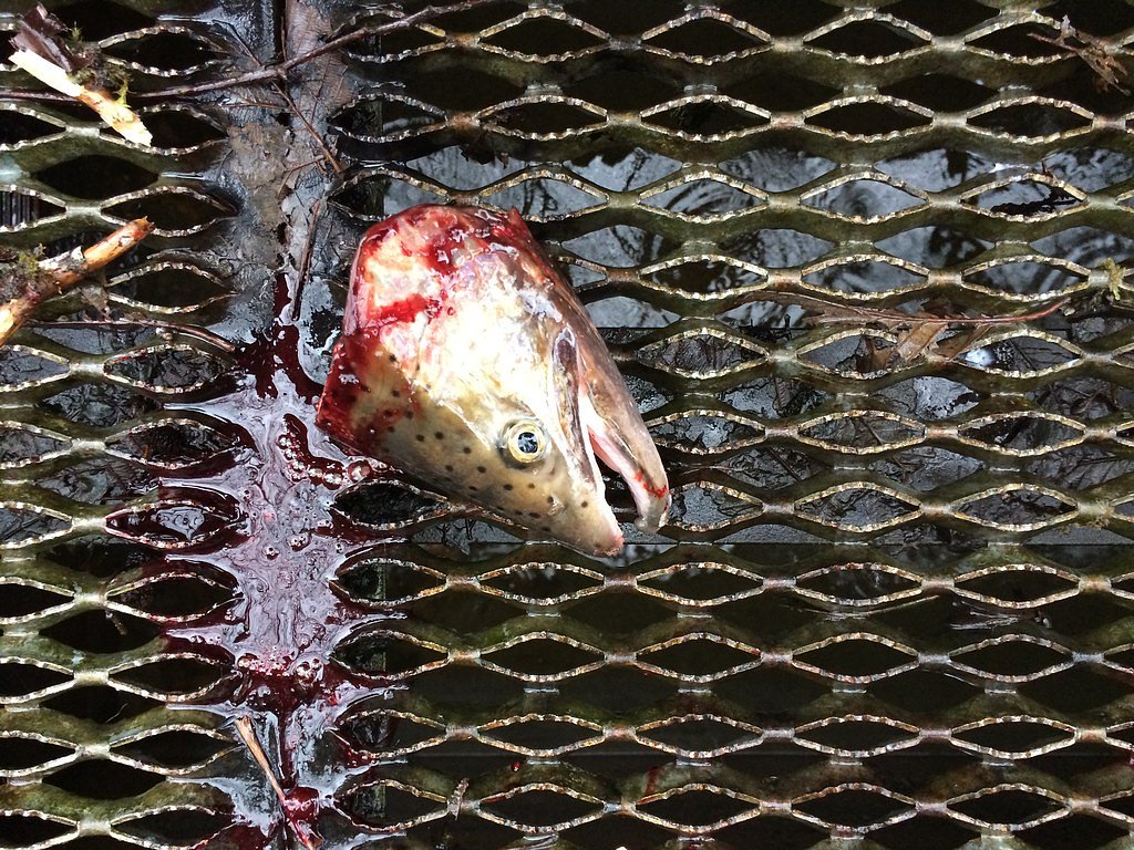 North Fork Falls waterfall