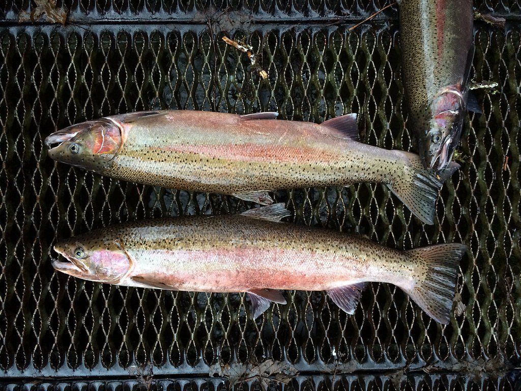 North Fork Falls waterfall