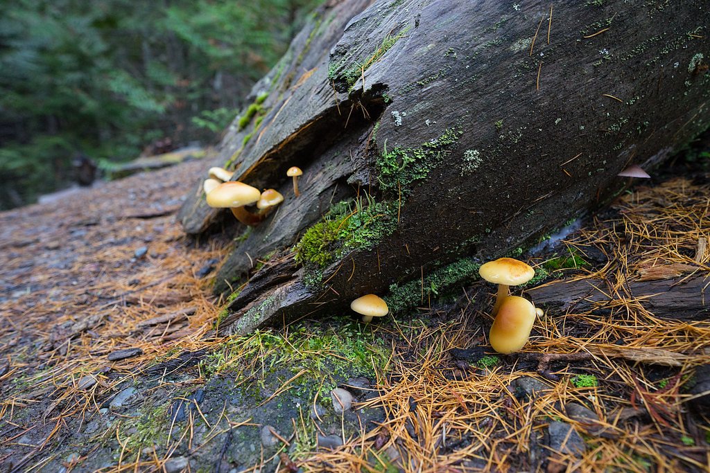 North Fork Falls waterfall