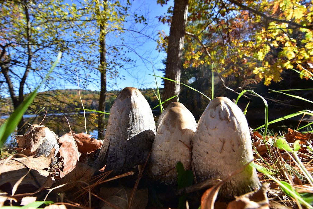 Otis Falls waterfall