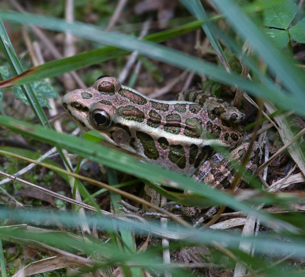 Otis Falls waterfall