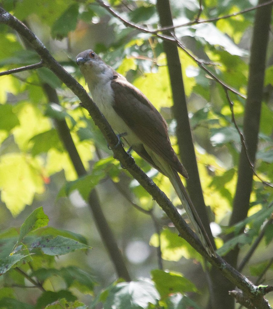 Otis Falls waterfall