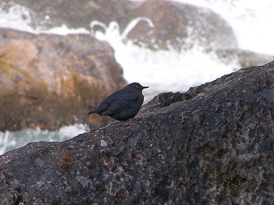 Ouzel Falls