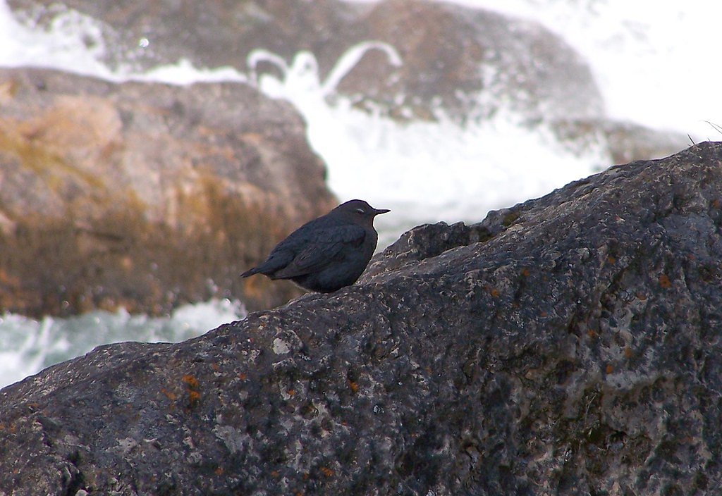 Ouzel Falls waterfall