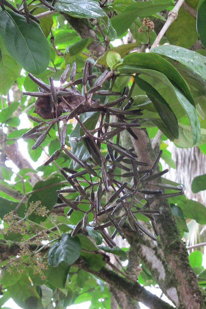 Papala Falls waterfall