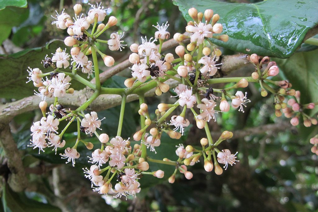 Papala Falls waterfall