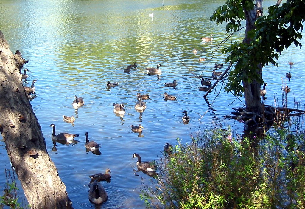 Passaic Falls waterfall