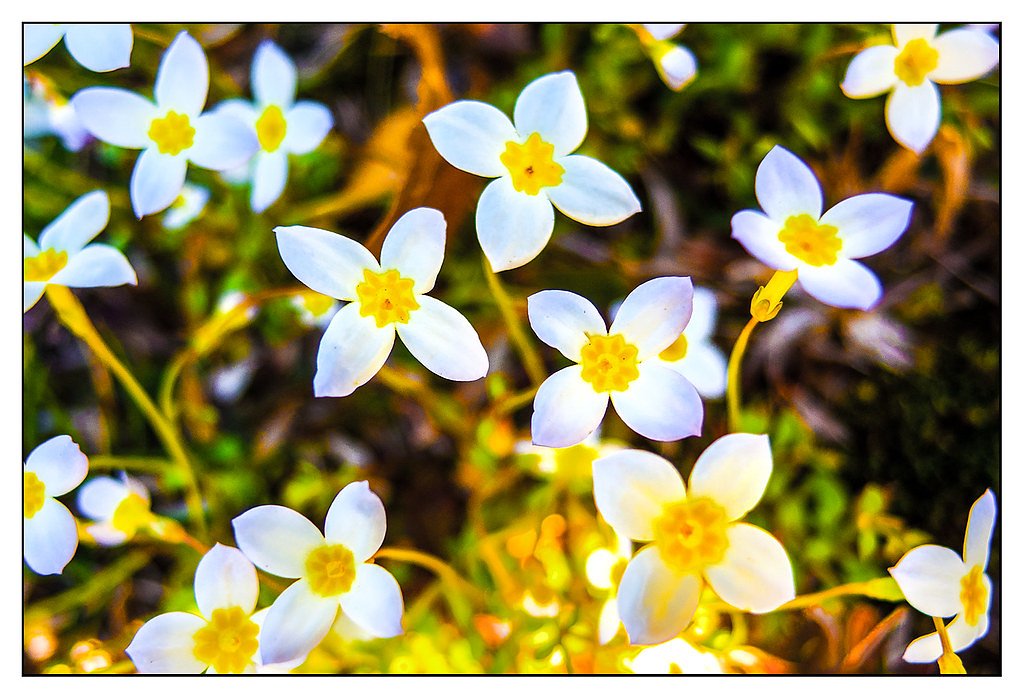 Pawtucket Falls waterfall