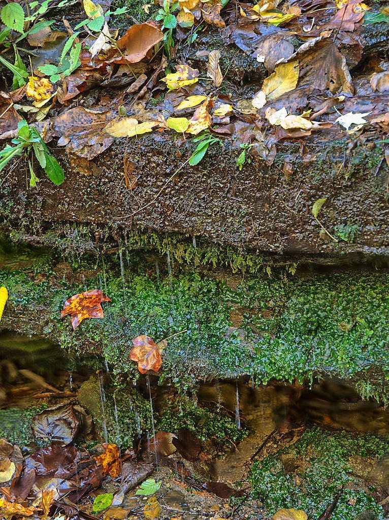 Pearsons Falls waterfall