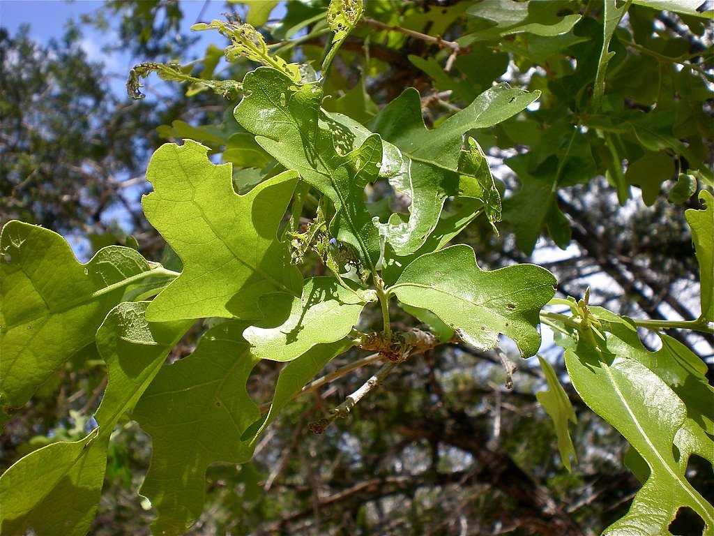 Post Oak Falls waterfall