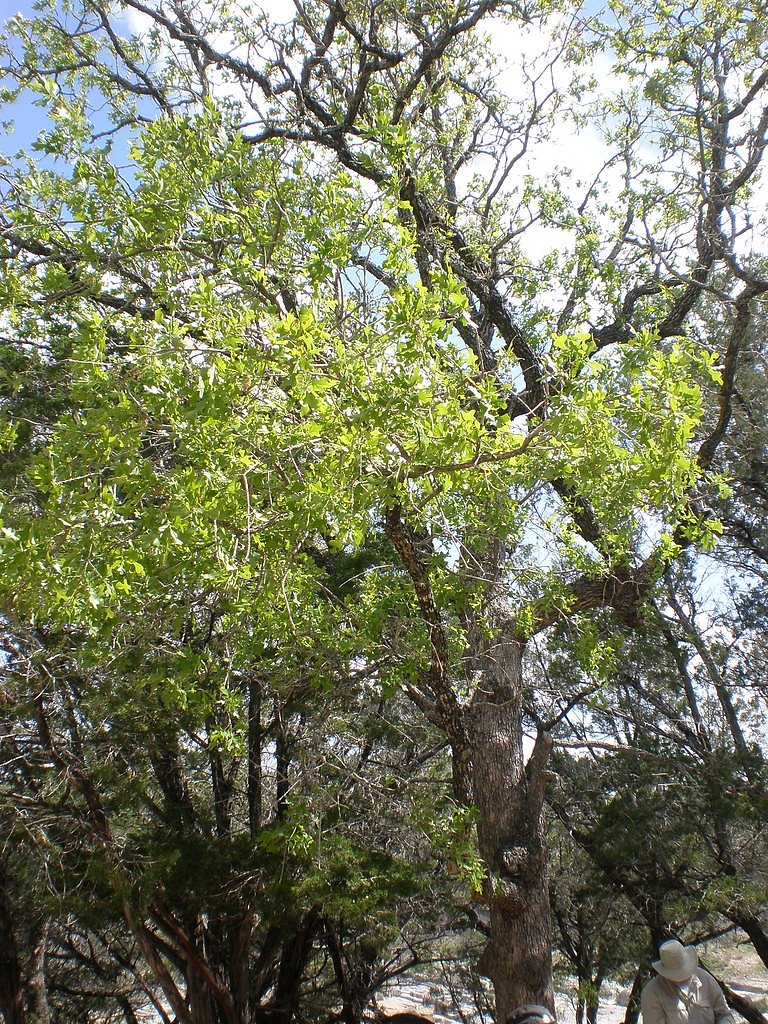 Post Oak Falls waterfall