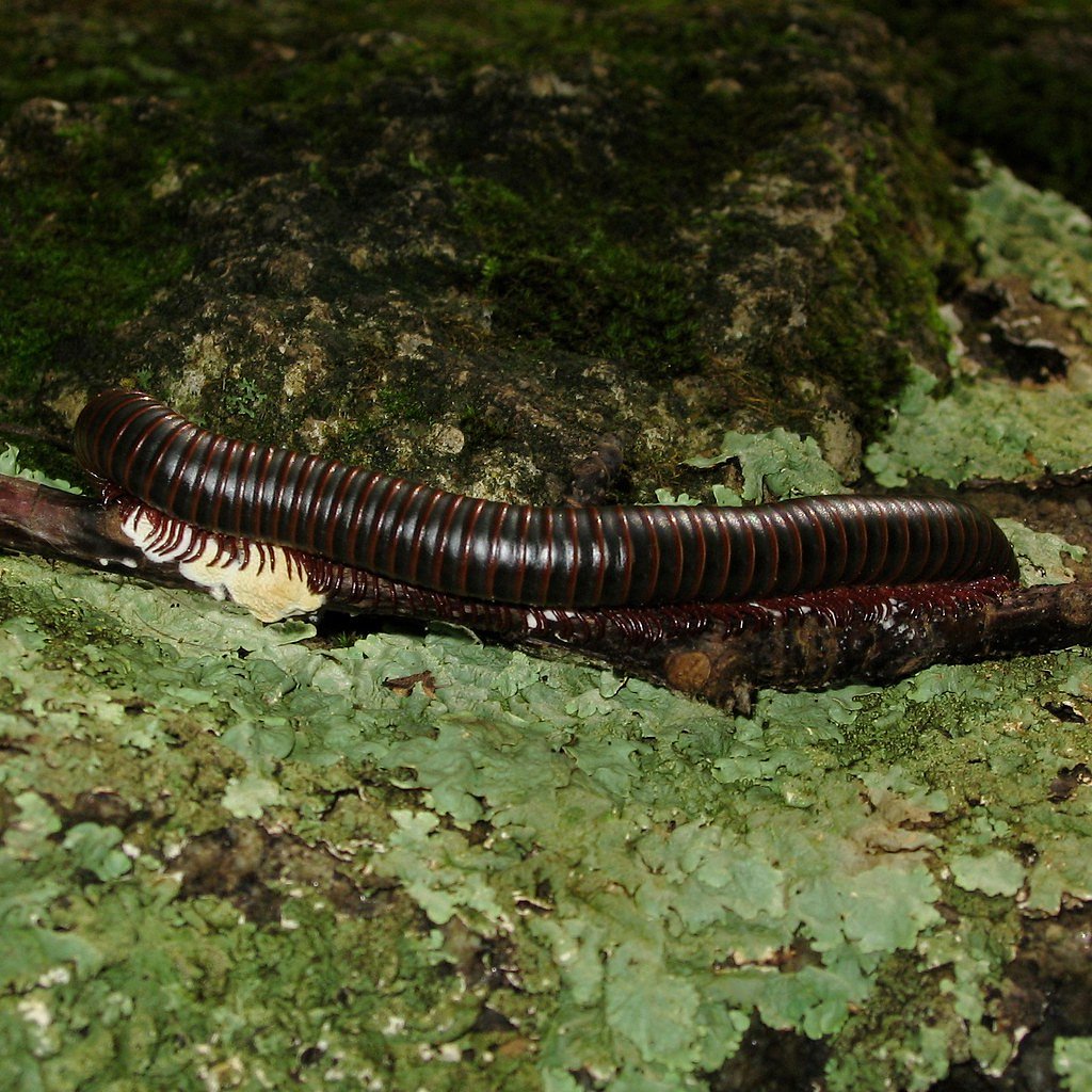 Pottersville Falls waterfall