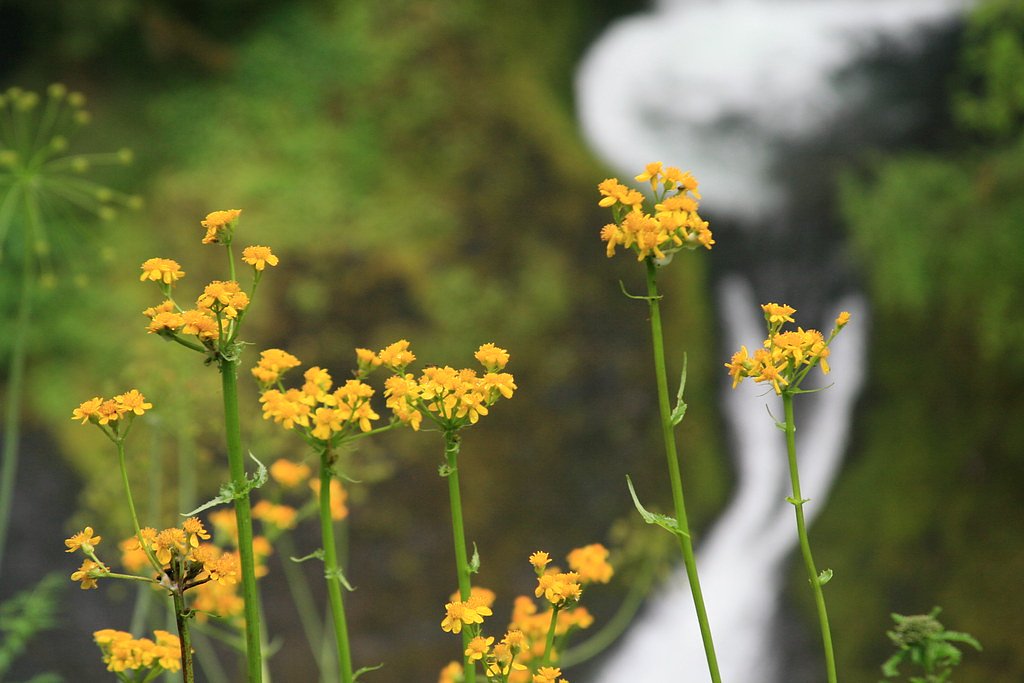 Punch Bowl Falls waterfall