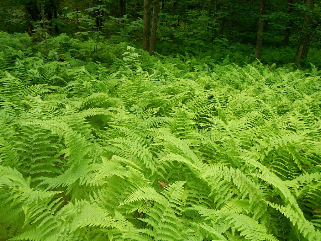 Race Brook Falls waterfall