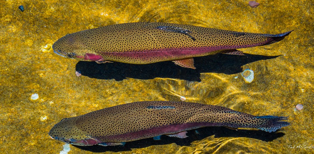 Rainbow Falls waterfall