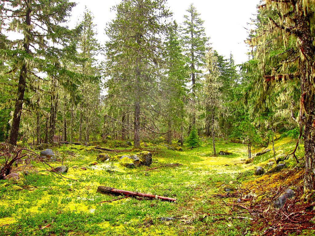 Ramona Falls waterfall