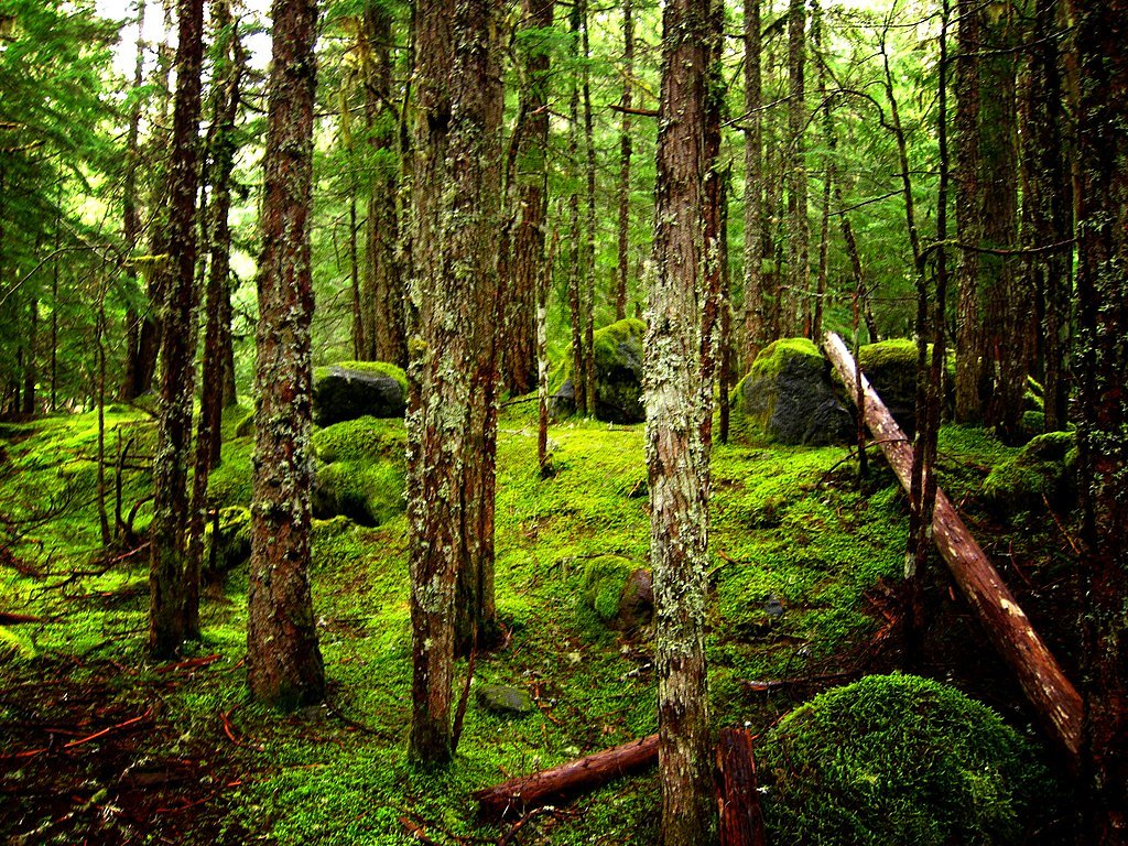 Ramona Falls waterfall