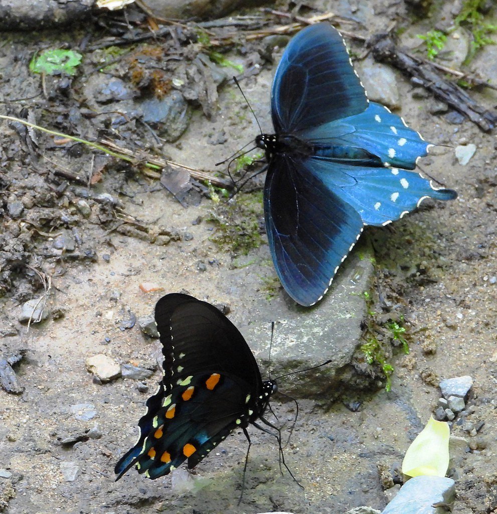 Ramsey Cascades waterfall