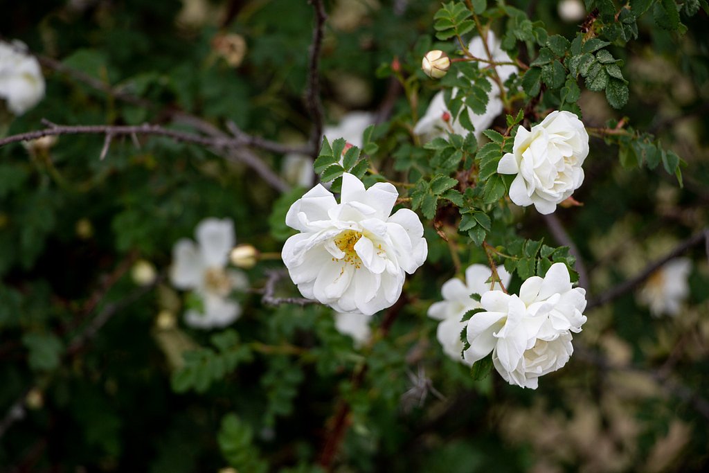 Rose Falls (East) waterfall