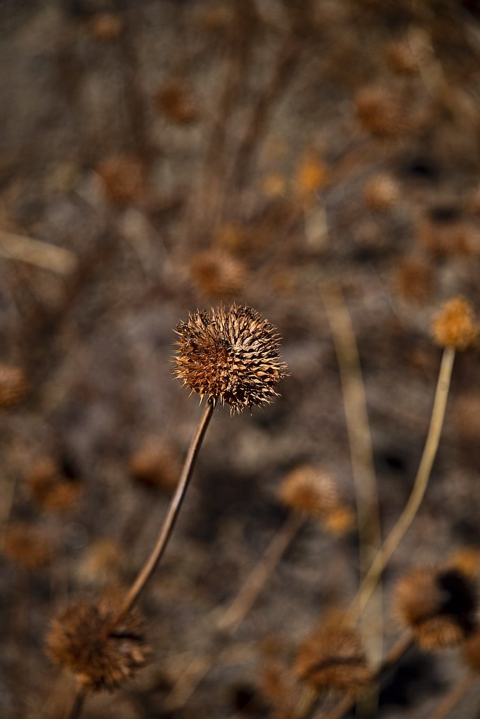Rose Valley Falls waterfall