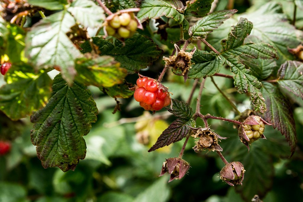 Saint Marys Falls waterfall