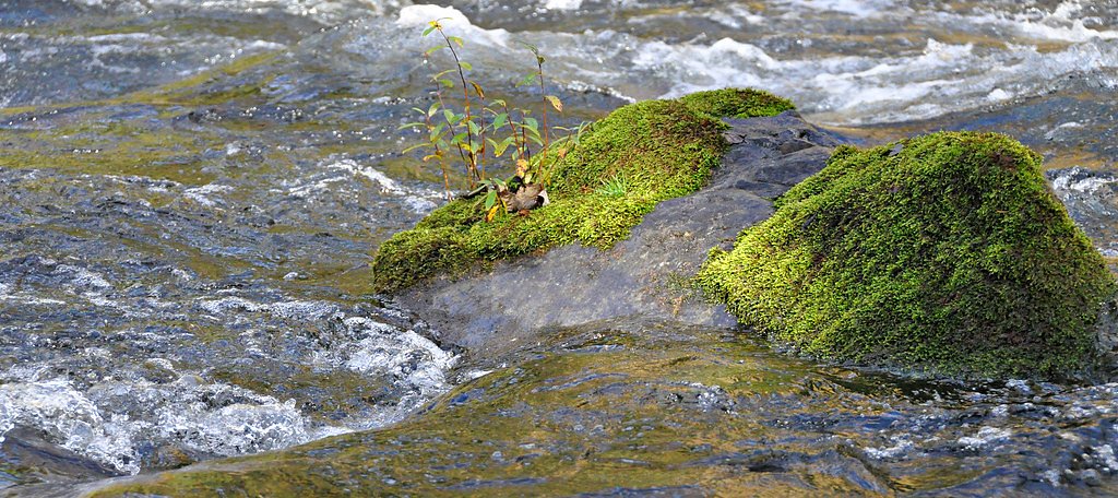 Salt Creek Falls waterfall