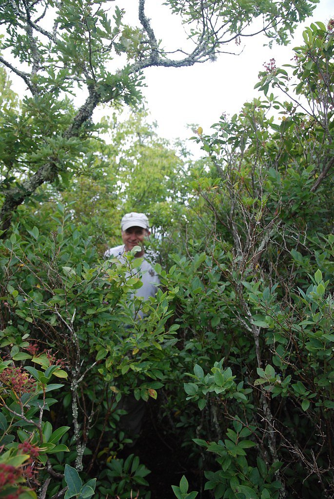 Satulah Falls waterfall