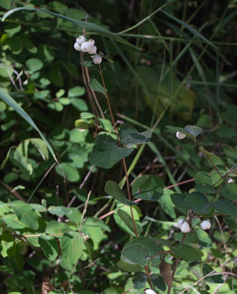 Selway Falls waterfall