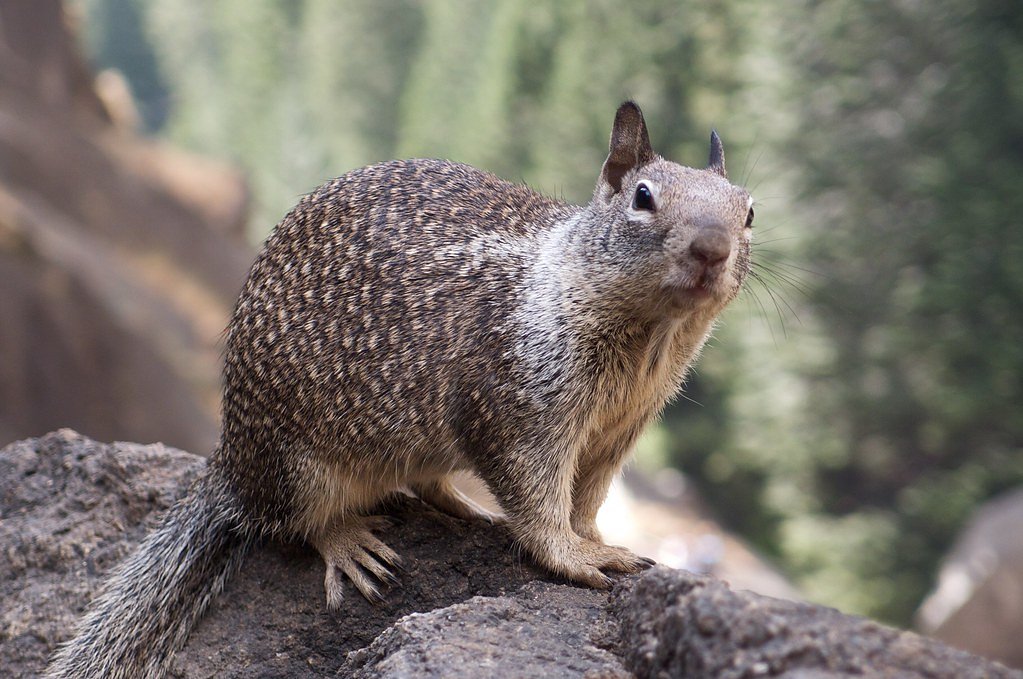 Sentinel Fall waterfall