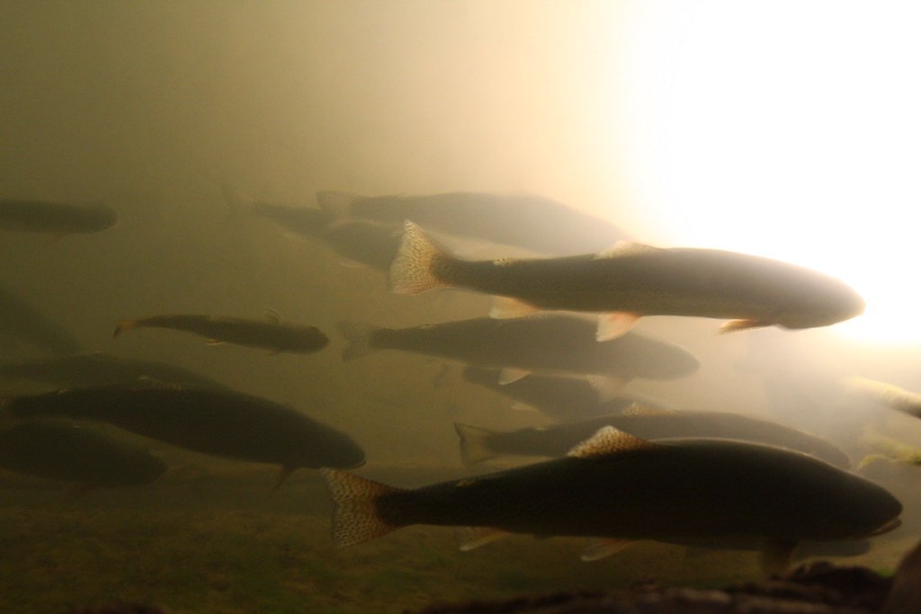 Seven Falls waterfall