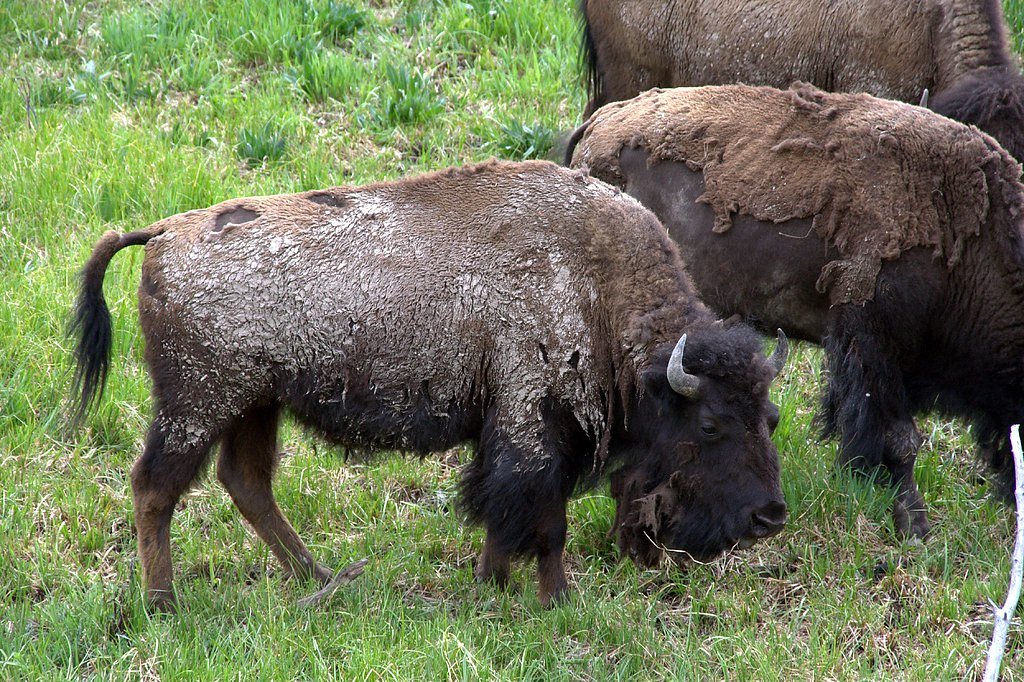 Sheep Falls waterfall