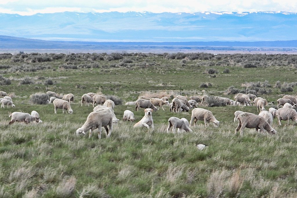 Sheep Falls waterfall