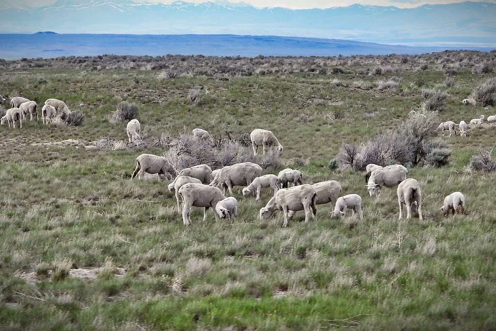 Sheep Falls waterfall