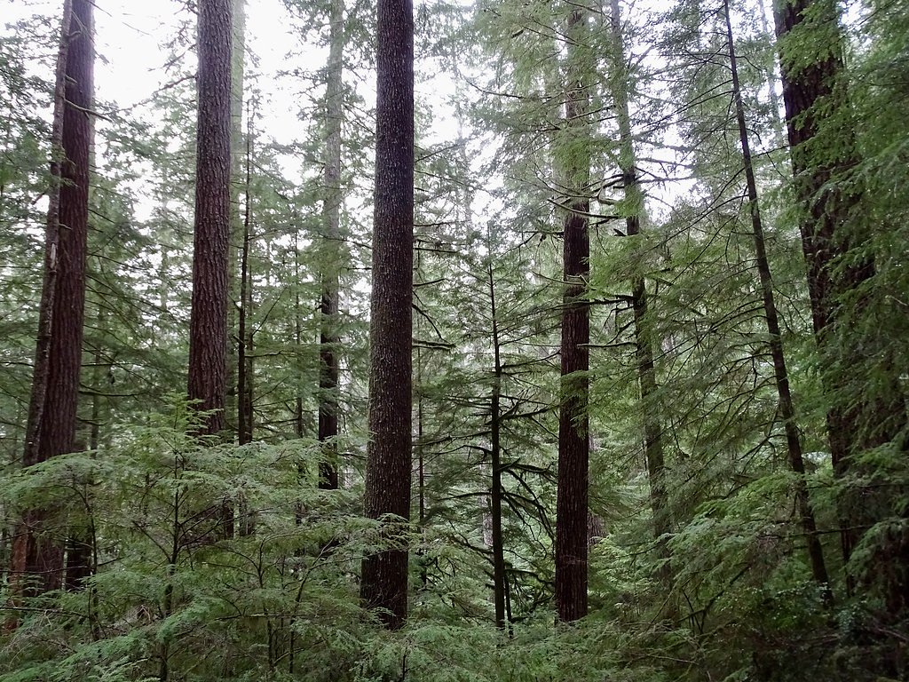 Silver Falls waterfall