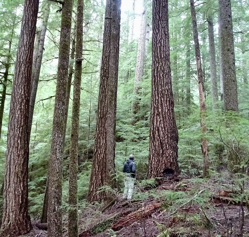 Silver Falls waterfall
