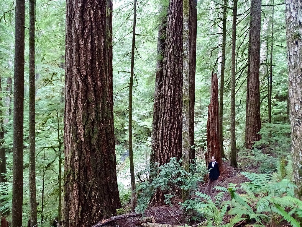 Silver Falls waterfall