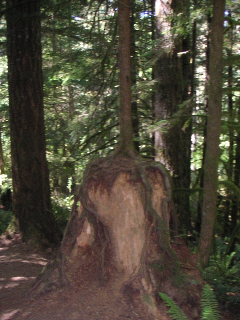 Silver Falls waterfall