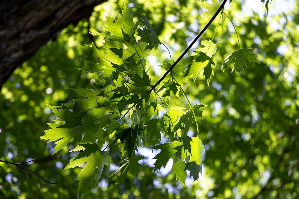 Silver Falls waterfall