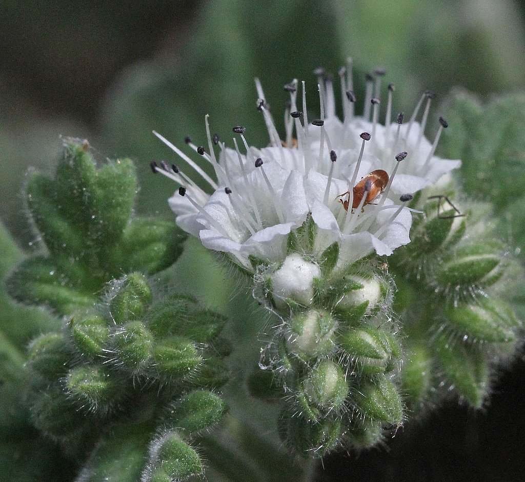 Sitting Bull Falls waterfall