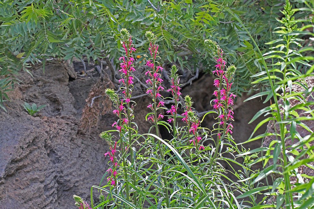Sitting Bull Falls waterfall