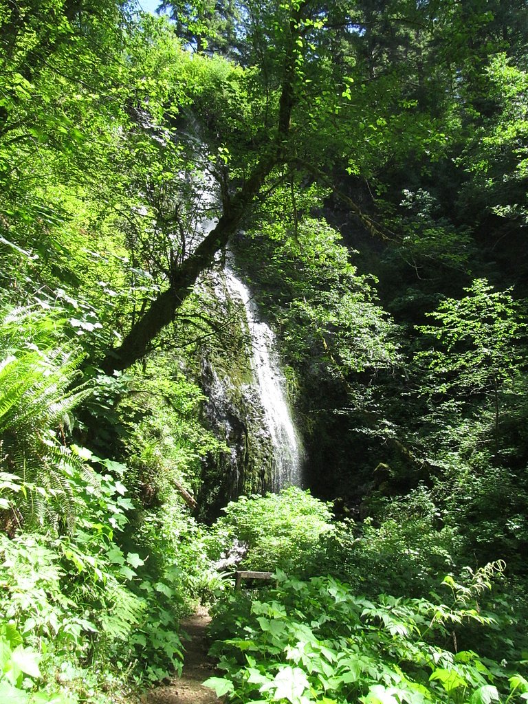 Siuslaw Falls waterfall