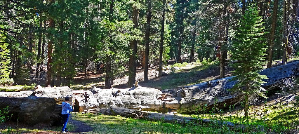 Young Falls waterfall
